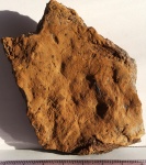 Фрагмент стробила