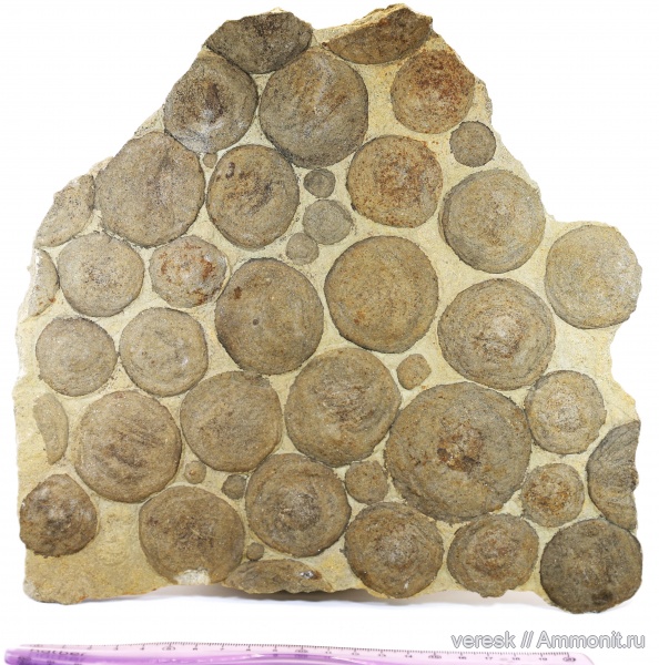 венд, цианобактерии, немианы, Beltanelliformis brunsae, эдиакарский период