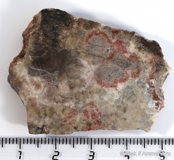 Карелия, Palia septentrionalis, онколиты, Нижний протерозой