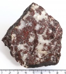 Онколит Palia septentrionalis (естественный скол)