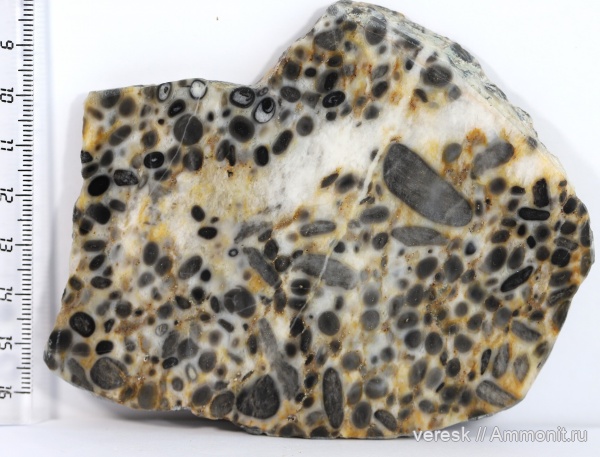 цианобактерии, рифей, онколиты, Osagia sp, верхний протерозой