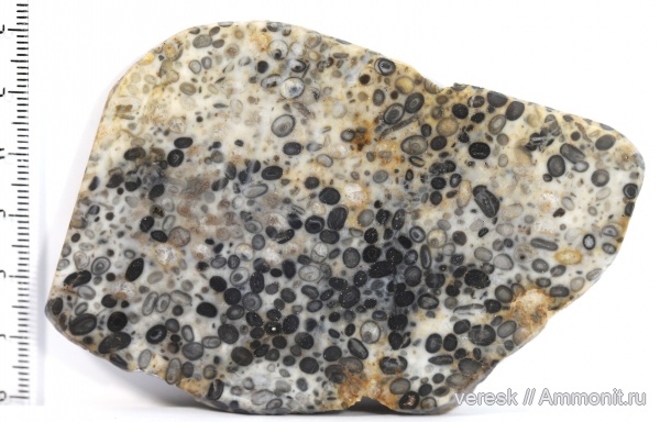 цианобактерии, рифей, р. Лена, Иркутская область, онколиты, Osagia sp, верхний протерозой