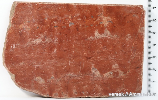 строматолиты, докембрий, цианобактерии, Карелия, Omachtenia kintsiensis, Нижний протерозой