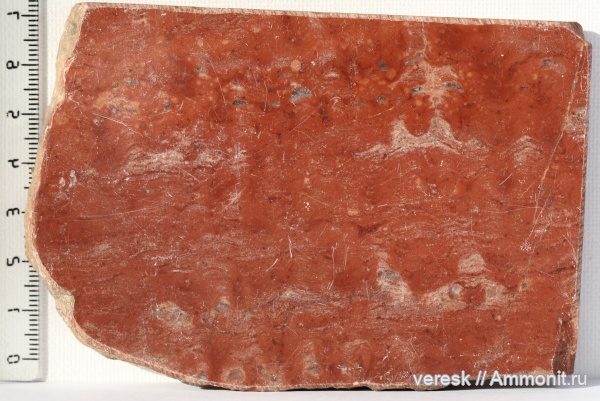 строматолиты, докембрий, цианобактерии, Карелия, Omachtenia kintsiensis, Нижний протерозой