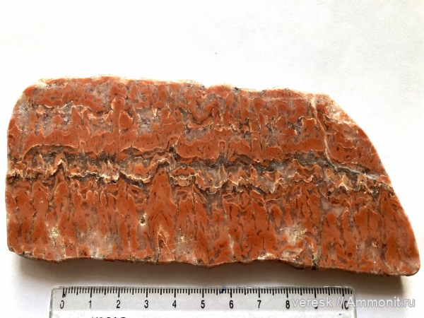 строматолиты, докембрий, цианобактерии, Карелия, Segosia columnaris