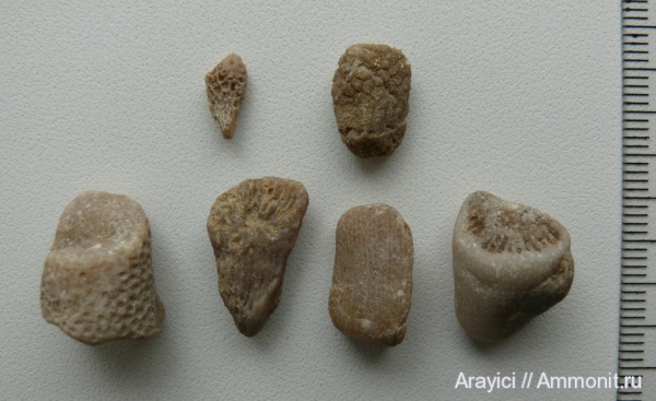 Польша, Anthozoa, coelenterata, Upper Cretaceous