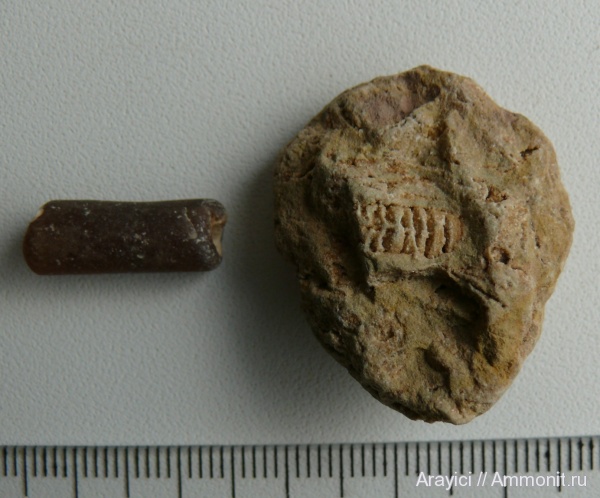 Польша, палеозой, Orthoceratoidea, Belemnitida, cephalopoda, Coleoidea, Belimnitella, Upper Cretaceous