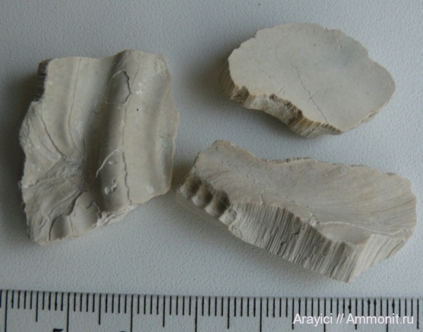 моллюски, Украина, Inoceramus, bivalvia, mollusca, иноцерамусы, Turonian, Upper Cretaceous