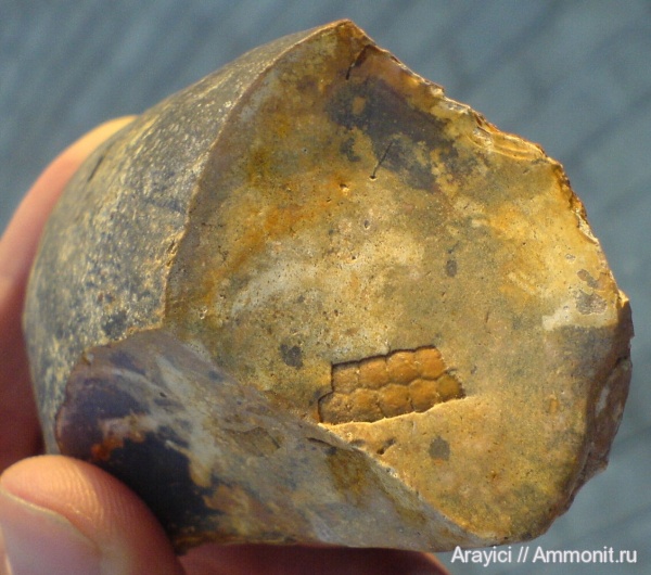 морские ежи, Украина, Echinoidea, Turonian, Upper Cretaceous