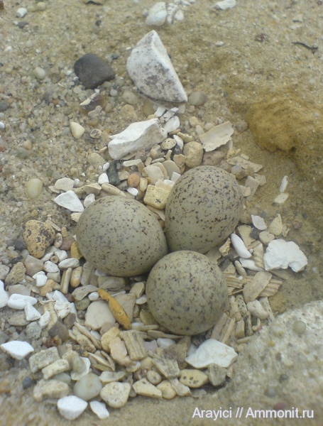 Фотографии с мест поисков.