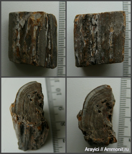 палеоген, окаменевшее дерево, Украина, Upper Cretaceous