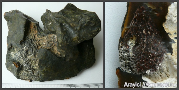 Украина, Porifera, Ventriculitidae, Rhizopoterion, hexactinellida, Upper Cretaceous