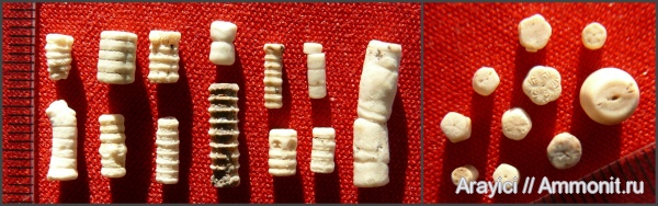 морские лилии, Украина, Crinoidea, Upper Cretaceous