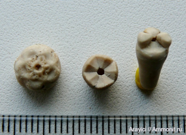 морские лилии, Украина, Crinoidea, Bourgueticrinus, Upper Cretaceous