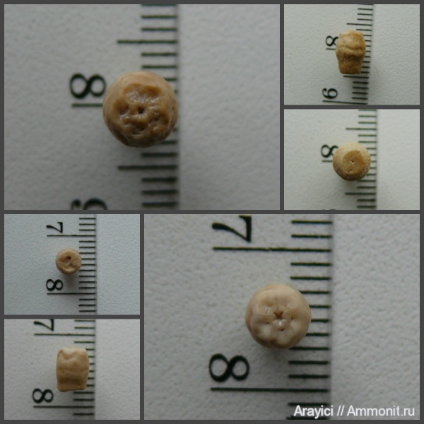 морские лилии, Украина, Crinoidea, Bourgueticrinus, Coniacian, Upper Cretaceous