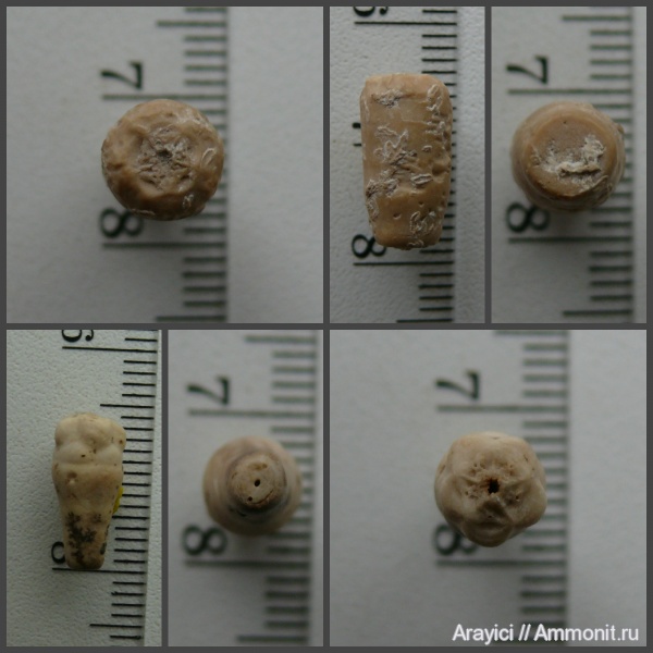 морские лилии, Украина, Crinoidea, Bourgueticrinus, Upper Cretaceous