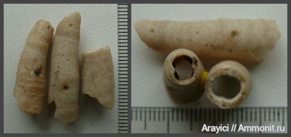 Украина, Serpulidae, Polychaeta, Pyrgopolon, Upper Cretaceous, Pyrgopolon mosae