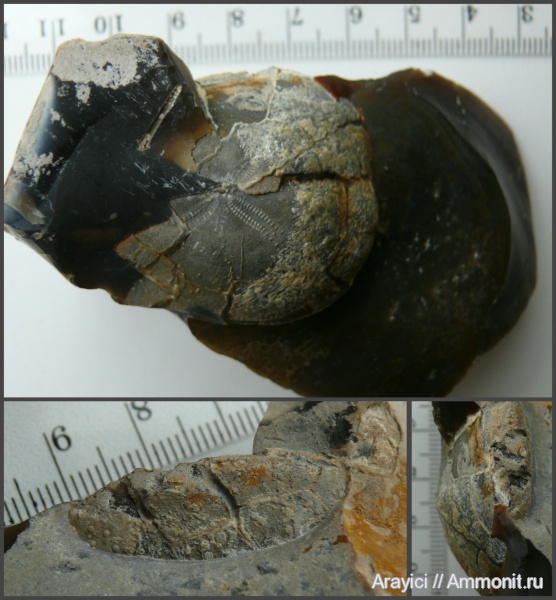морские ежи, Украина, Echinoidea, неправильные морские ежи, Cyclaster, Turonian, Upper Cretaceous, Perischoechinoidea