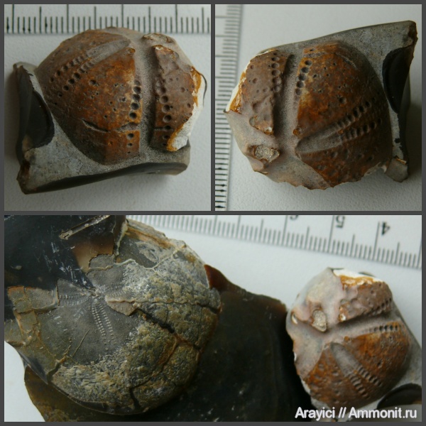 морские ежи, Украина, Echinoidea, Echinocorys, неправильные морские ежи, Cyclaster, Turonian, Upper Cretaceous, Perischoechinoidea