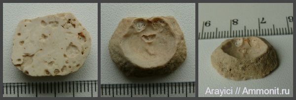 Украина, brachiopoda, Inoceramus, Craniida, Upper Cretaceous, Ancistrocrania, Ancistrocrania parisiensis