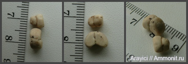 морские звезды, Украина, Asteroidea, Upper Cretaceous