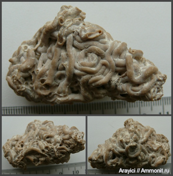 Украина, Glomerula, Glomerula plexus, Sabellidae, Upper Cretaceous