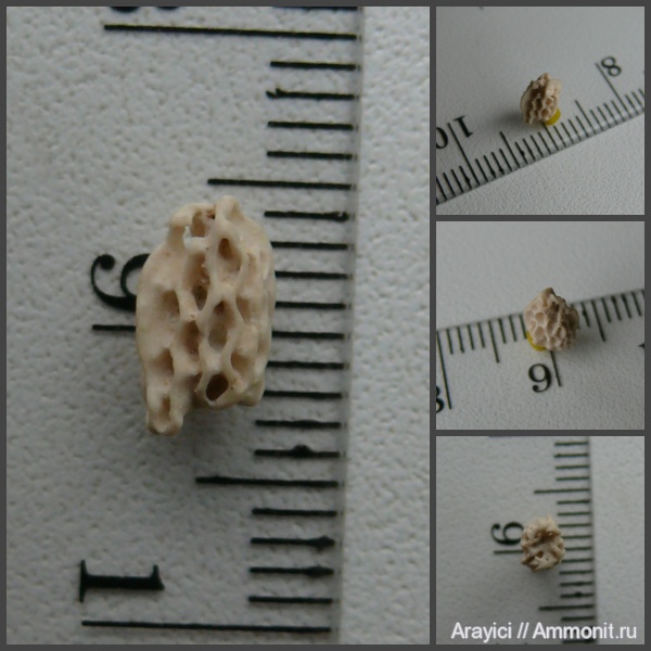 Украина, Anthozoa, Bryozoa, Upper Cretaceous