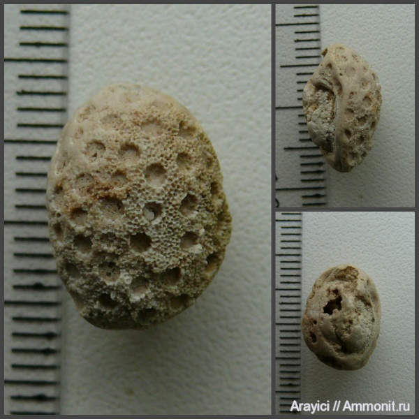 Украина, Anthozoa, Scleractinia, Upper Cretaceous
