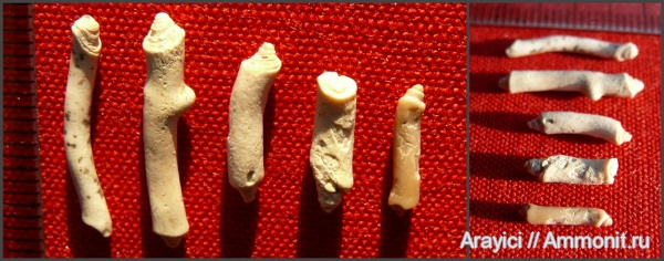 Украина, Anthozoa, Isis, Octocorallia, Gorgonaria, Upper Cretaceous, Alcyonacea, Isididae