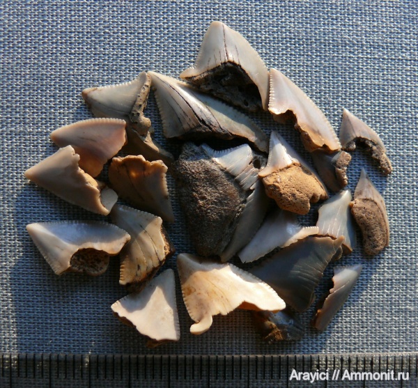 Украина, Squalicorax, Lamniformes, Anacoracidae, Upper Cretaceous, shark teeth
