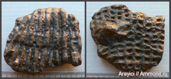 Украина, Porifera, Microblastium, Upper Cretaceous