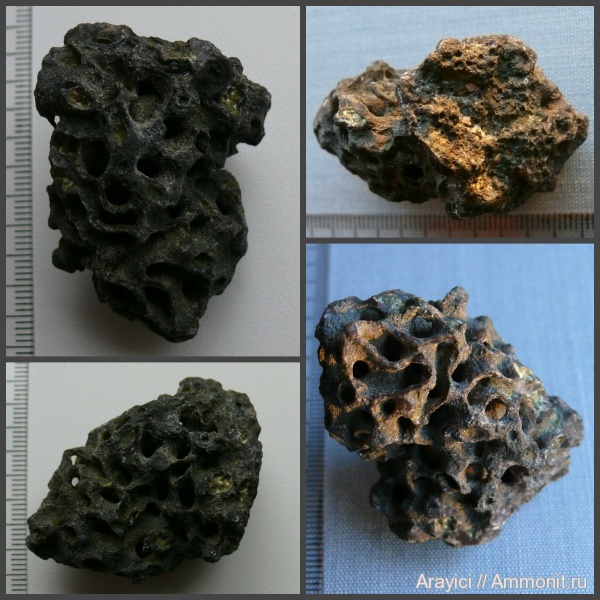 Украина, Porifera, Plocoscyphia, hexactinellida, Upper Cretaceous, Callodictyonidae