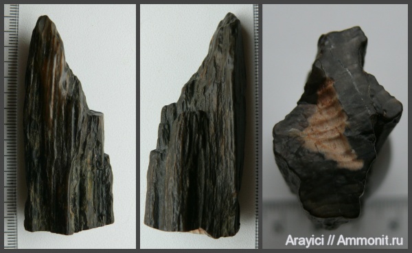 палеоген, окаменевшее дерево, Украина, Upper Cretaceous