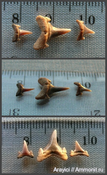 Украина, Eostriatolamia, Chondrichthyes, Elasmobranchii, Selachimorpha, Lamniformes, Odontaspididae, Upper Cretaceous