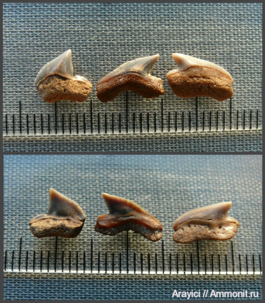 Украина, Squalicorax, Lamniformes, Anacoracidae, Upper Cretaceous, shark teeth