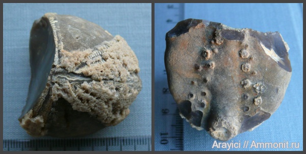 морские ежи, Украина, Echinoidea, Echinocorys, Echinocorys scutata, Upper Cretaceous