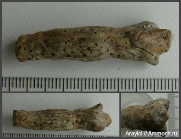 палеоген, окаменевшее дерево, Украина, Upper Cretaceous