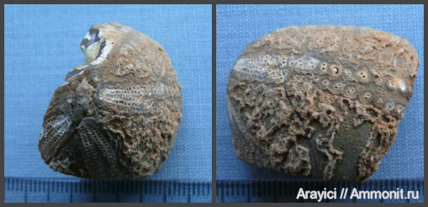 морские ежи, Украина, Echinoidea, Echinocorys, Upper Cretaceous