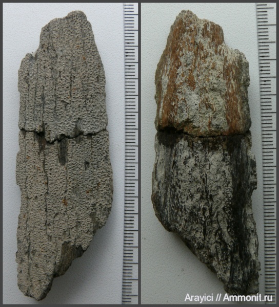 рептилии, Украина, кости рептилий, Cenomanian, Upper Cretaceous