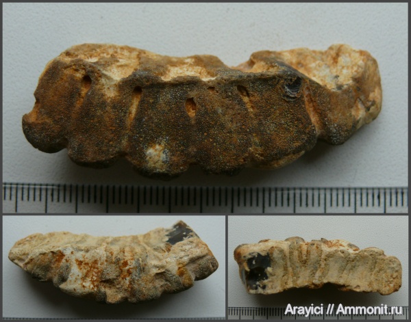 Украина, Porifera, Coeloptychiidae, Upper Cretaceous, Folyscyphia