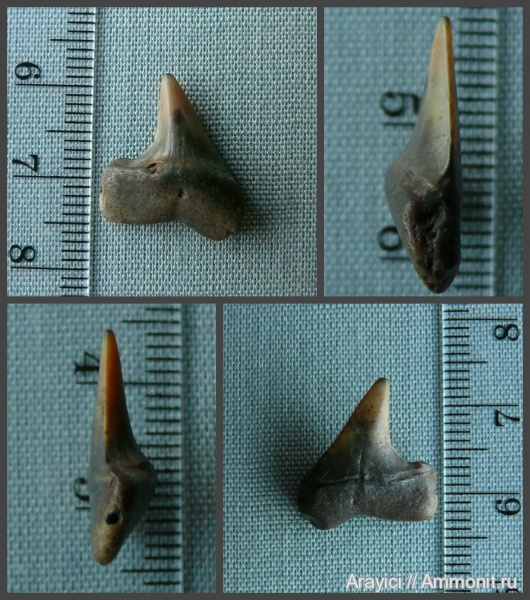 палеоген, Украина, зубы акул, Chondrichthyes, Selachimorpha, Lamniformes, Macrorhizodus, fish, teeth