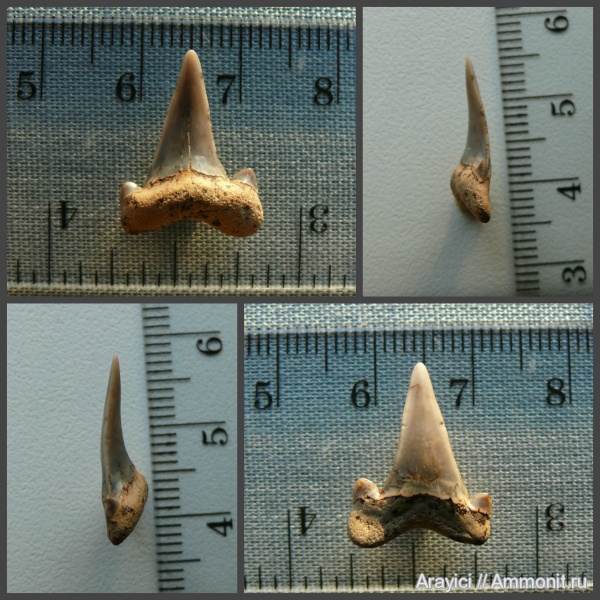 Украина, Cretalamna, зубы акул, Chondrichthyes, Selachimorpha, Lamniformes, Upper Cretaceous, fish, teeth, Cretolamna borealis