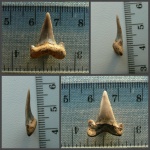 Нижний зуб Cretolamna cf. borealis.