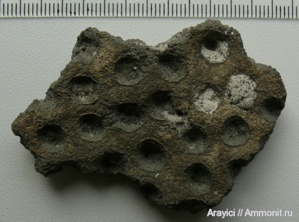 Украина, Porifera, Cenomanian, Upper Cretaceous