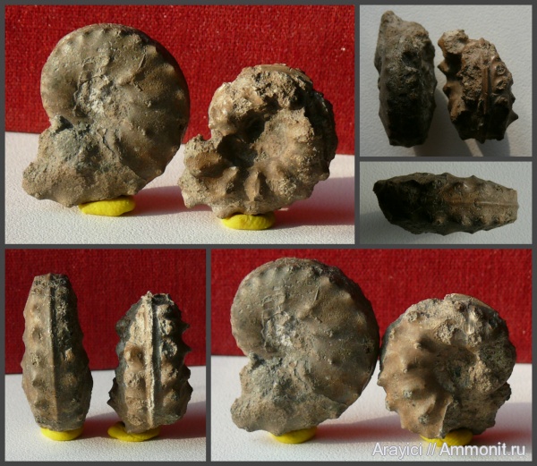 Украина, Schloenbachia, Ammonoidea, Ammonites, cephalopoda, mollusca, Hoplitaceae, Cenomanian, Upper Cretaceous, Ammonitida, Shloenbachiidae