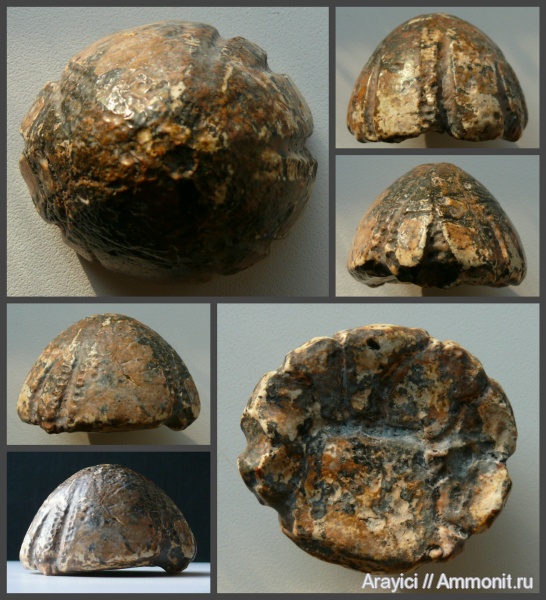 морские ежи, Украина, Echinoidea, Echinocorys, Coniacian, Upper Cretaceous