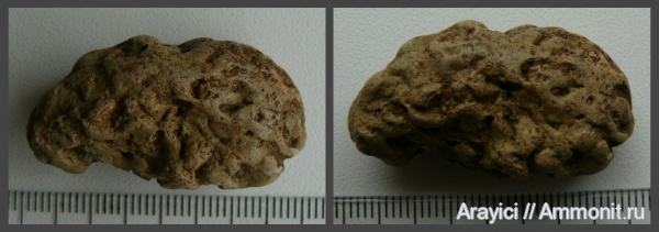 строматолиты, водоросли, Украина