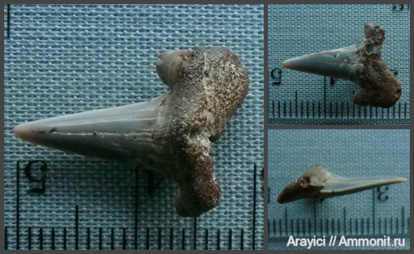 Украина, Cretalamna, зубы акул, Chondrichthyes, Selachimorpha, Lamniformes, Upper Cretaceous, shark teeth, Cretolamna borealis