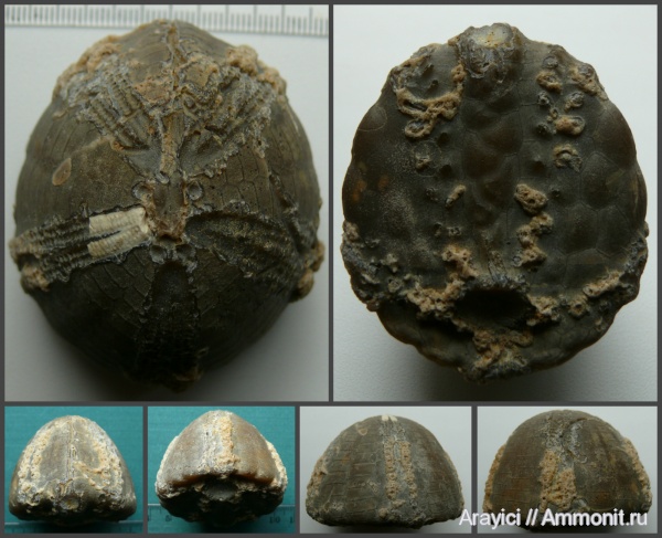 морские ежи, Украина, Echinoidea, Echinocorys, неправильные морские ежи, Santonian, Upper Cretaceous, Perischoechinoidea