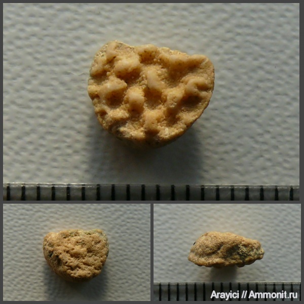 Украина, беспозвоночные, Upper Cretaceous, Invertebrata